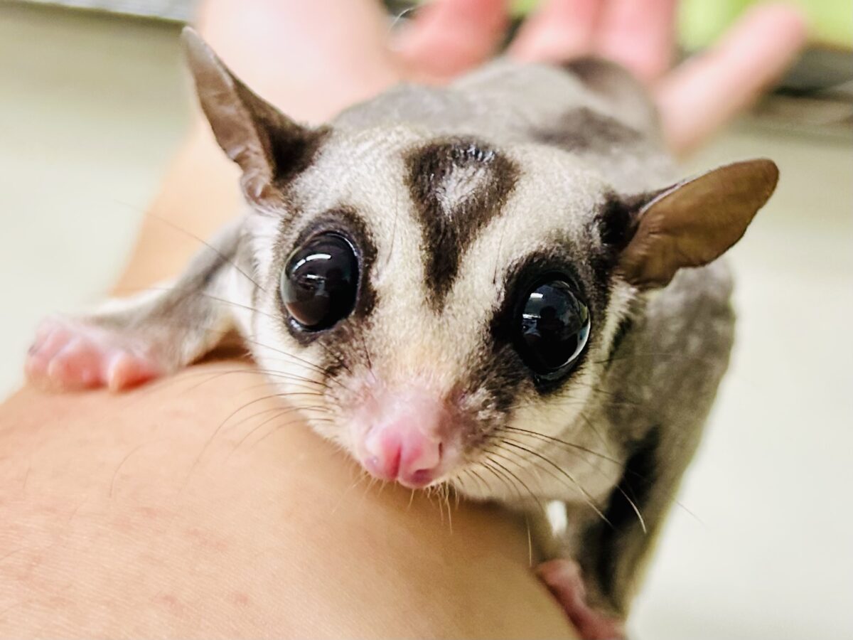 フクロモモンガ