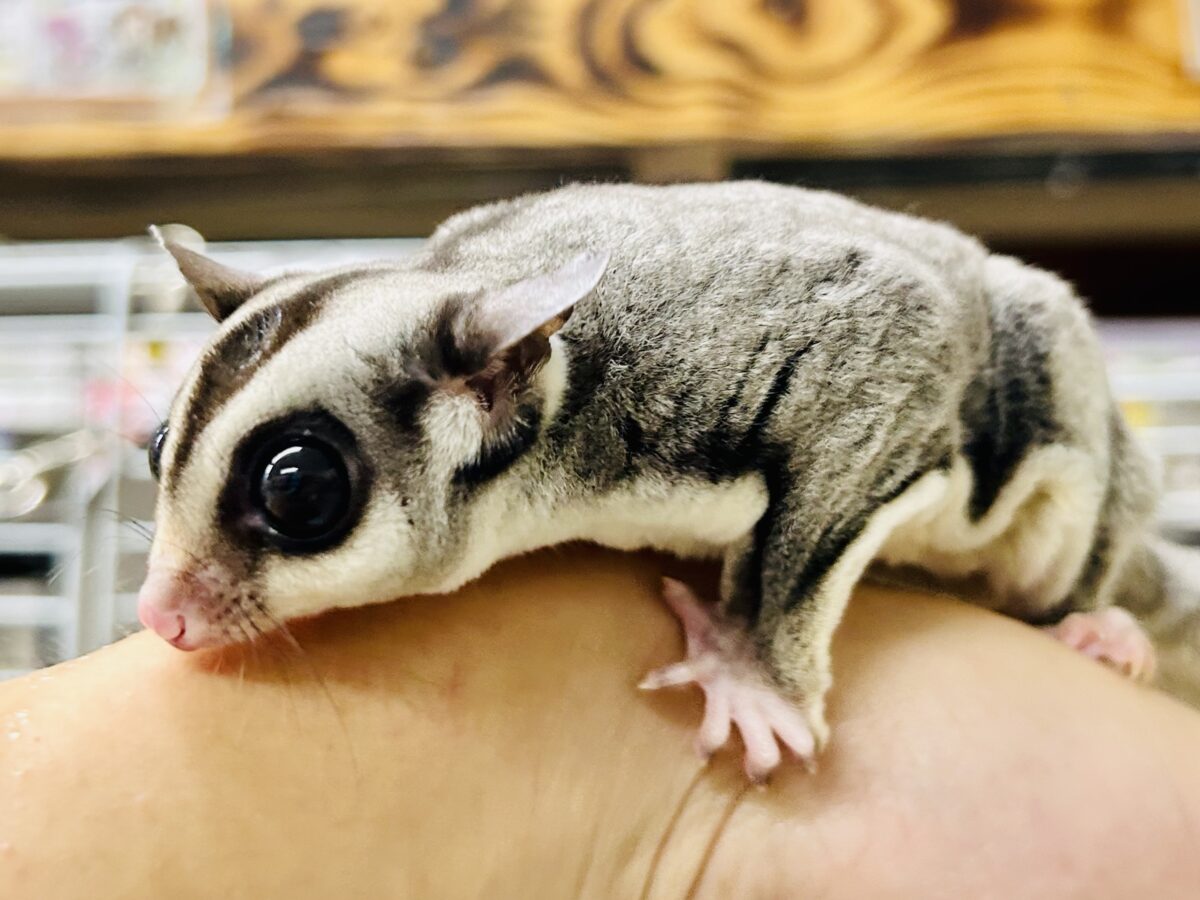 フクロモモンガ