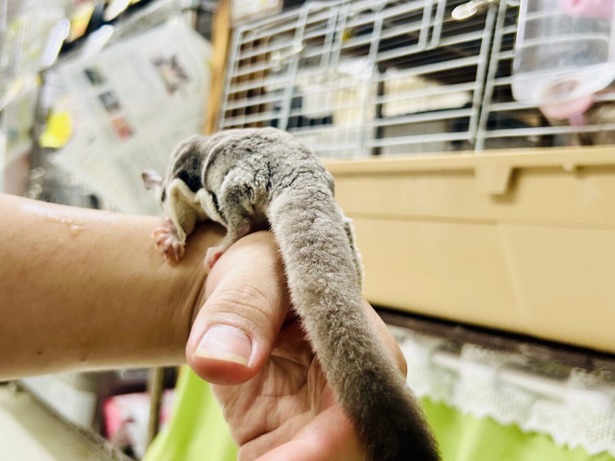 フクロモモンガ