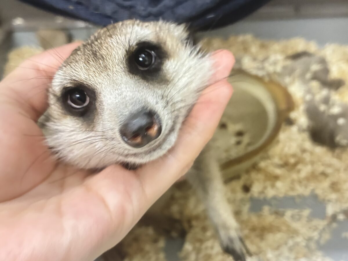 ミーアキャット