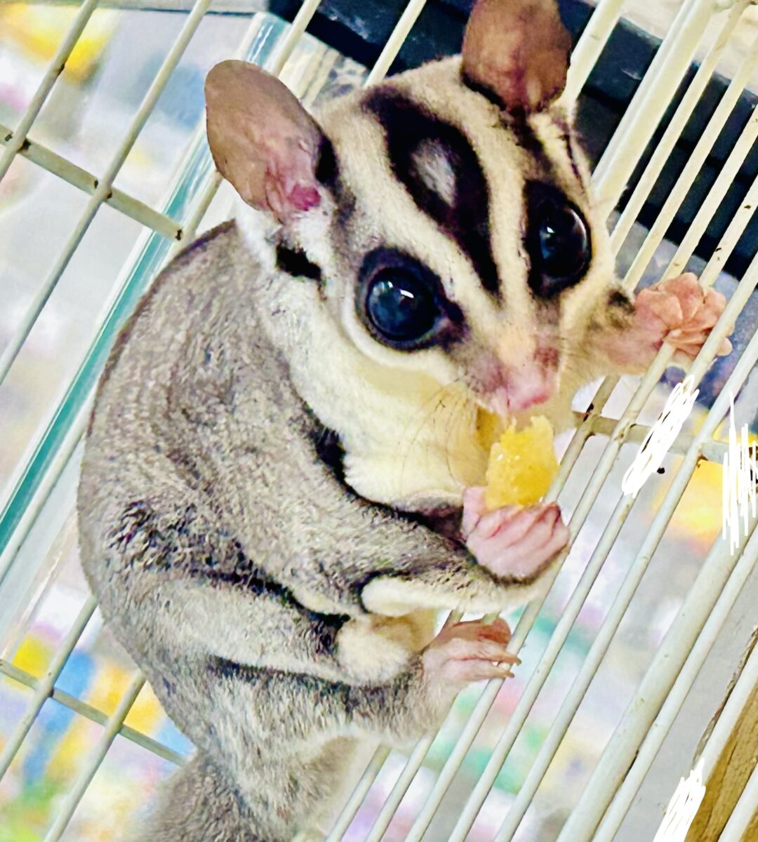 フクロモモンガ