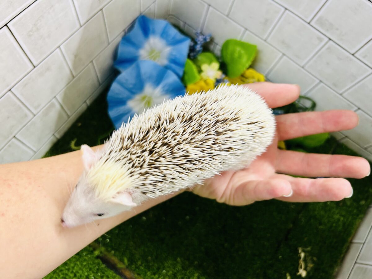 【最新画像更新☆☆】ツンツン栗ボディの甘えん坊さん(≧◇≦) ハリネズミ ハリネズミ(ヨツユビハリネズミ)
