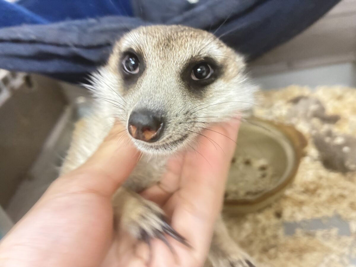 甘えられる人を探してキョロキョロ👀　ミーアキャット