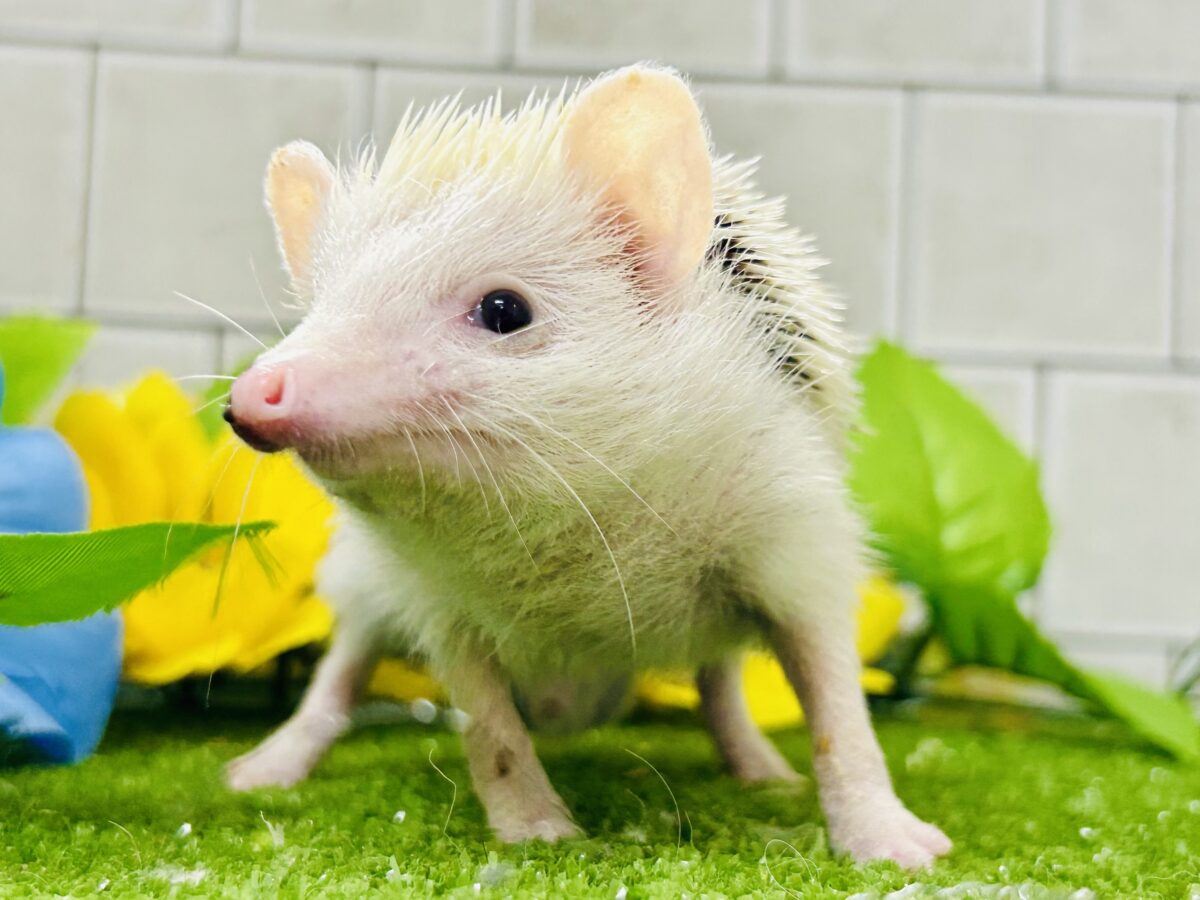 【最新画像更新☆☆】ツンツン栗ボディの甘えん坊さん(≧◇≦) ハリネズミ ハリネズミ(ヨツユビハリネズミ)