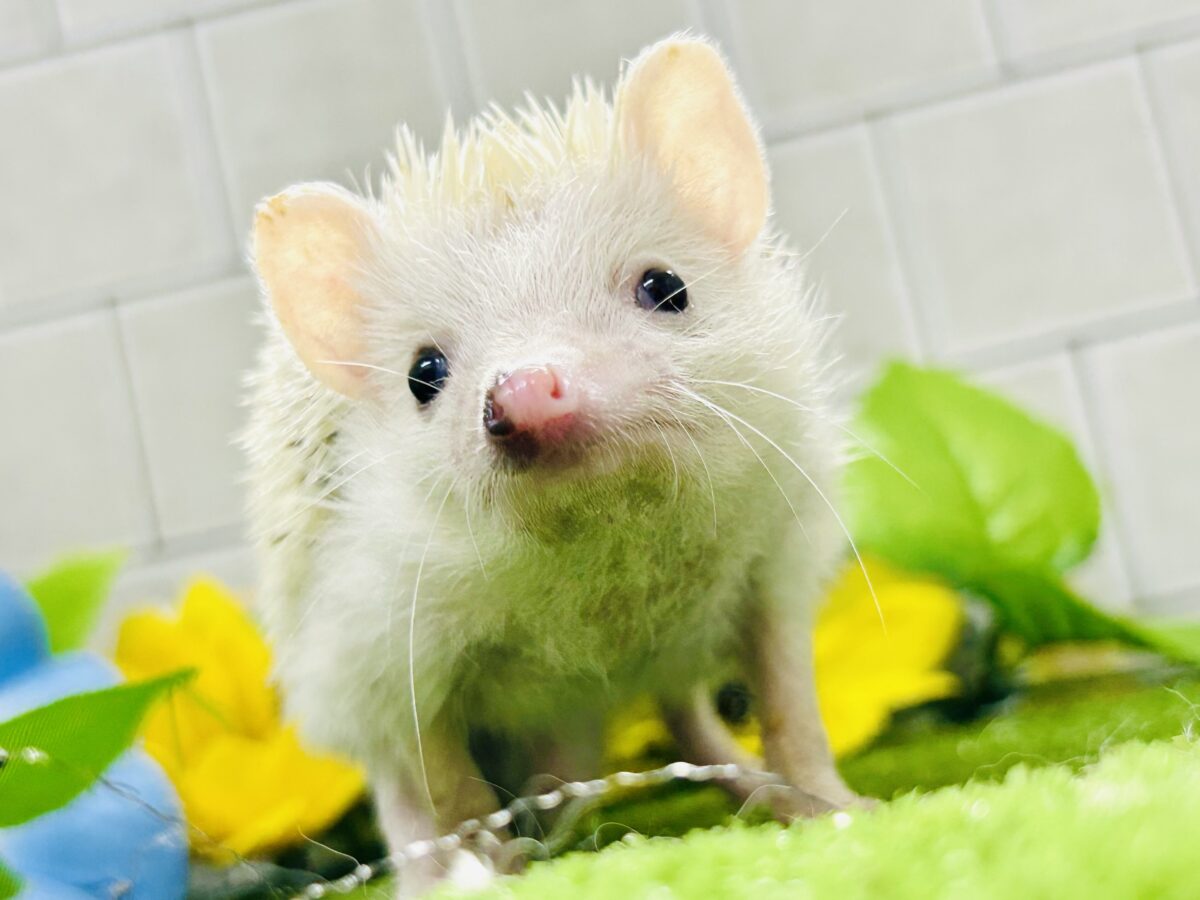 【最新画像更新☆☆】ツンツン栗ボディの甘えん坊さん(≧◇≦) ハリネズミ ハリネズミ(ヨツユビハリネズミ)