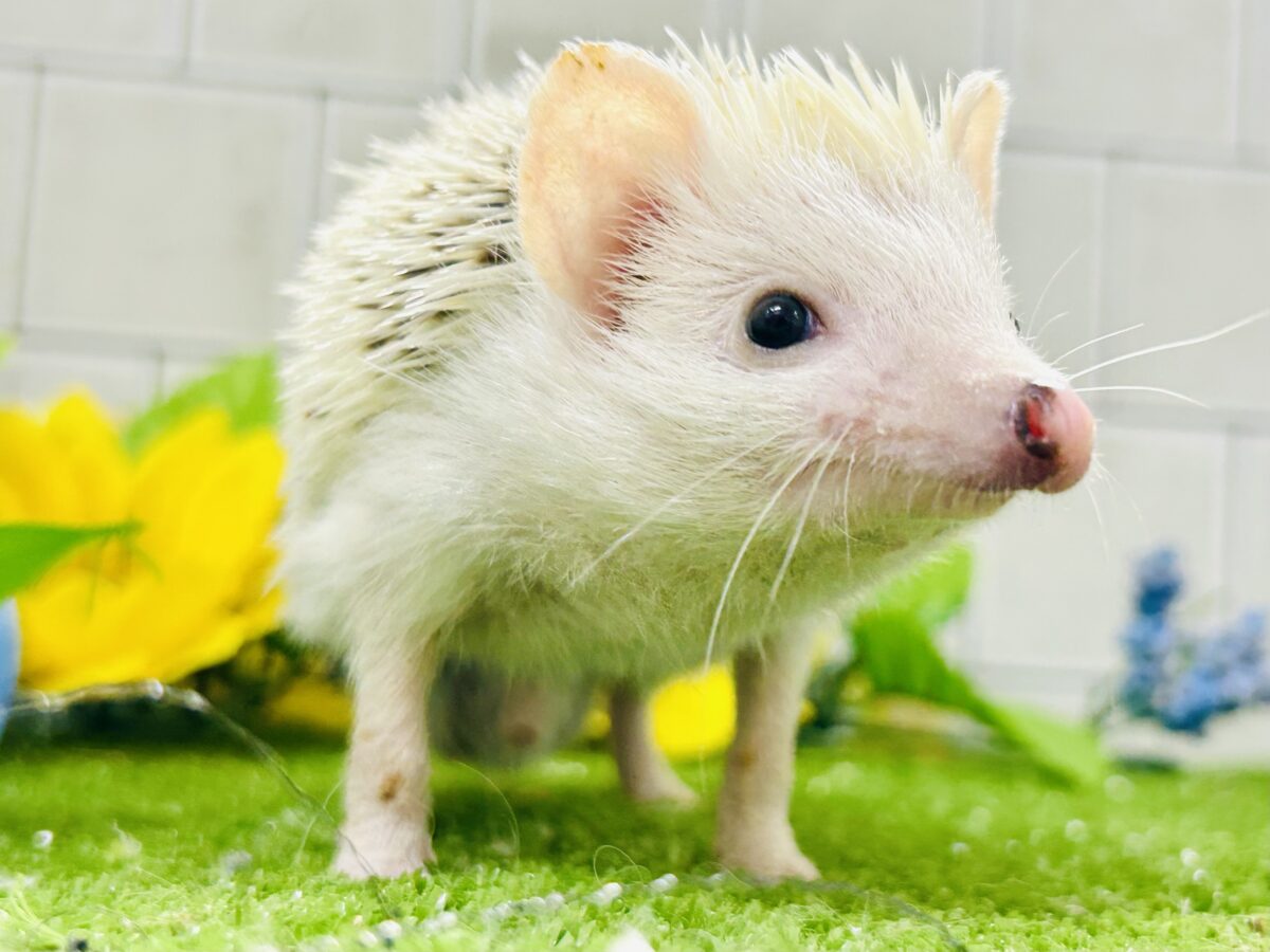 【最新画像更新☆☆】ツンツン栗ボディの甘えん坊さん(≧◇≦) ハリネズミ ハリネズミ(ヨツユビハリネズミ)