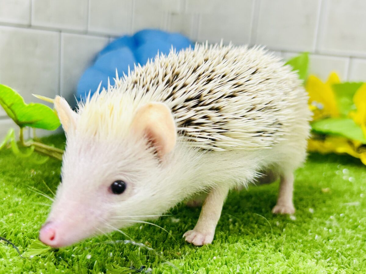 【最新画像更新☆☆】ツンツン栗ボディの甘えん坊さん(≧◇≦) ハリネズミ ハリネズミ(ヨツユビハリネズミ)