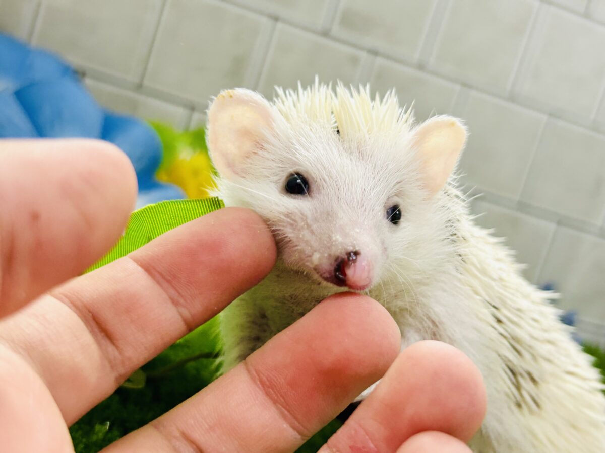 【最新画像更新☆☆】ツンツン栗ボディの甘えん坊さん(≧◇≦) ハリネズミ ハリネズミ(ヨツユビハリネズミ)