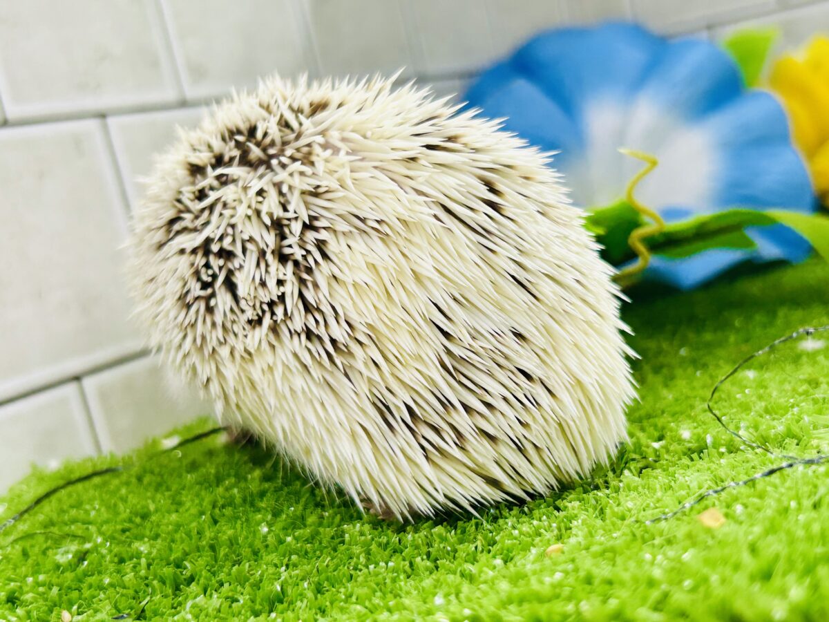 【最新画像更新☆☆】ツンツン栗ボディの甘えん坊さん(≧◇≦) ハリネズミ ハリネズミ(ヨツユビハリネズミ)