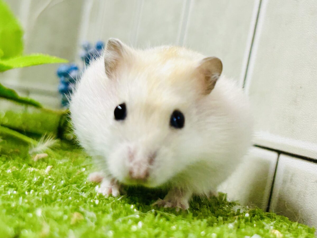 ドワーフハムスターの1種