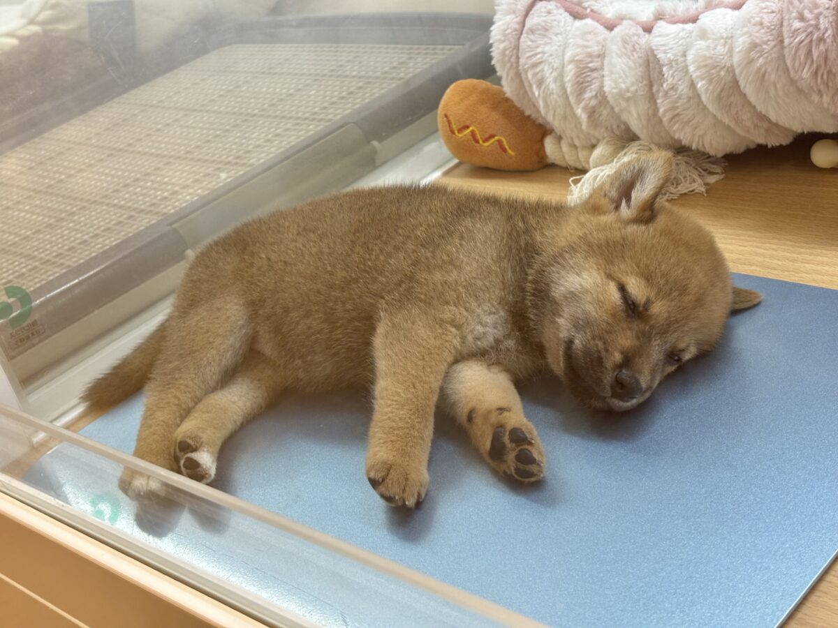 柴犬