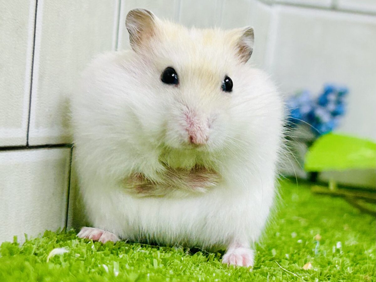 パール？いやこのカラーはイエローっだ！！　イエロープディングハムスター