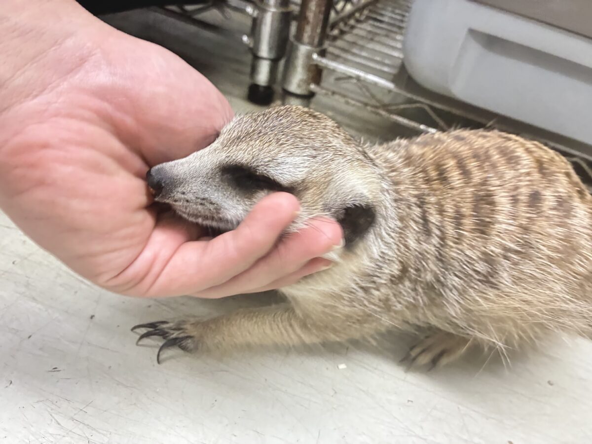 ミーアキャット