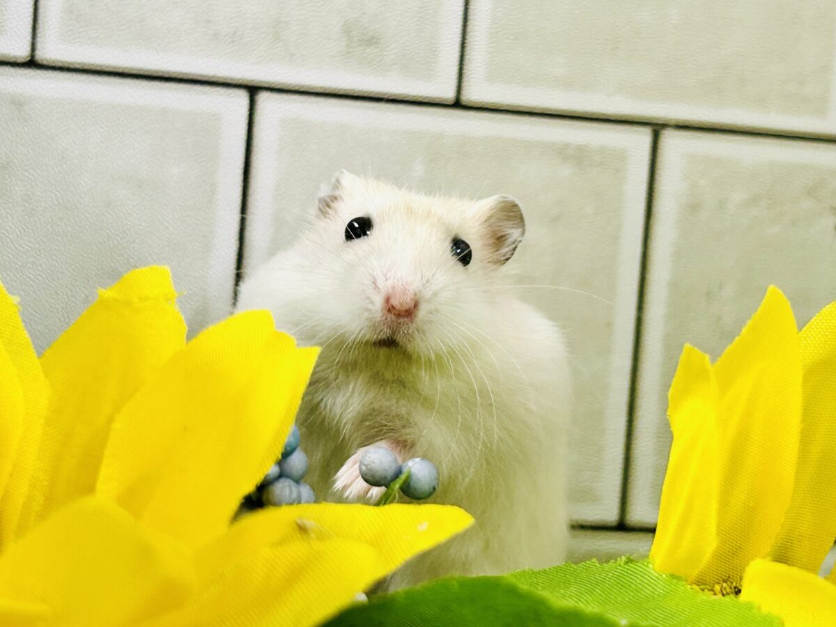 ドワーフハムスターの1種