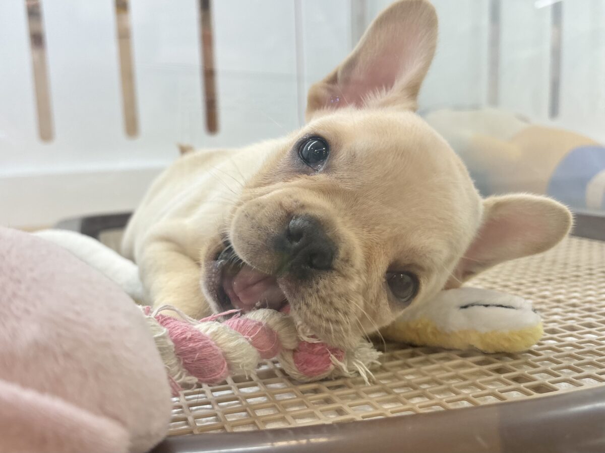 フレンチブルドッグ