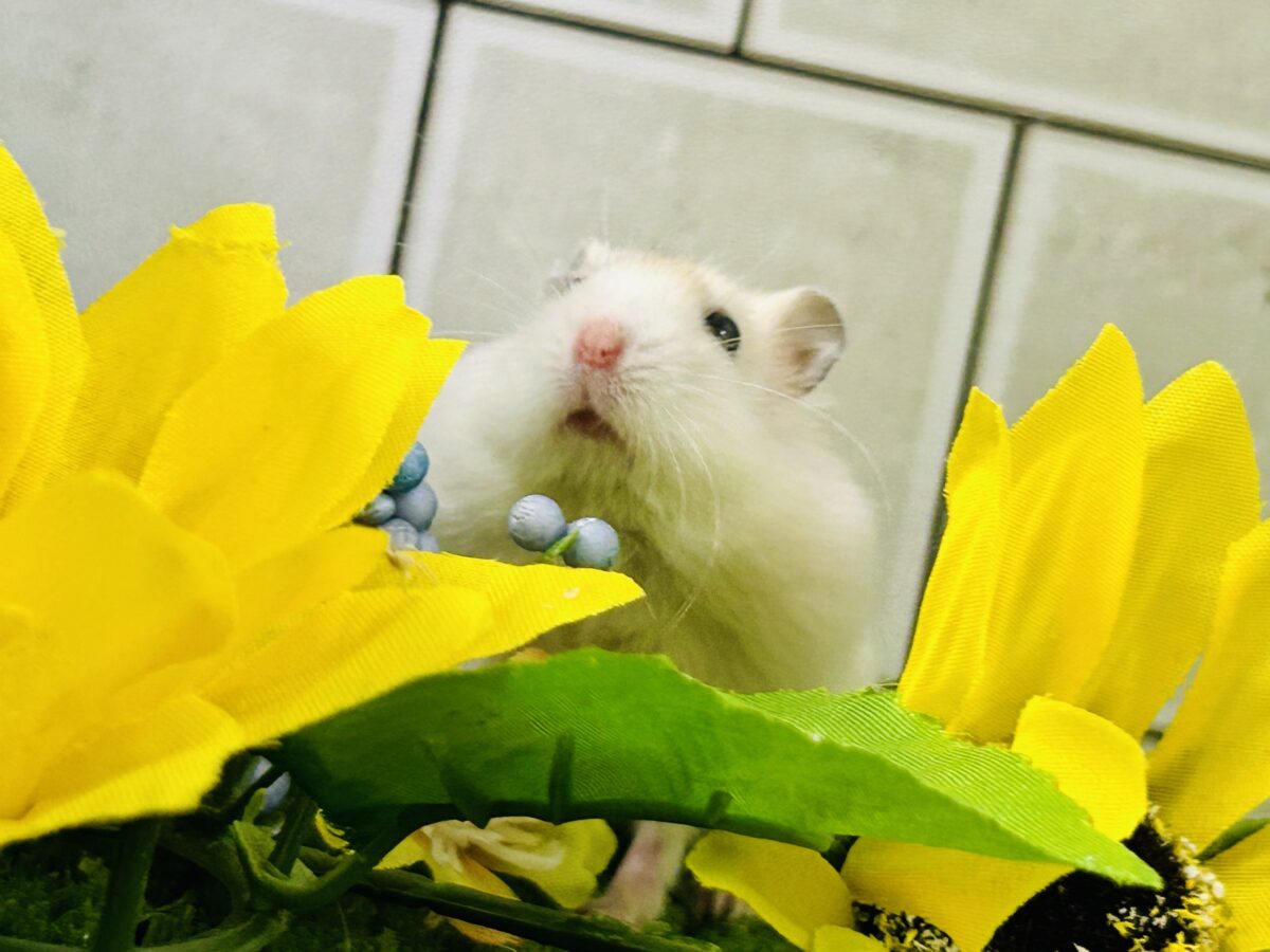 ドワーフハムスターの1種
