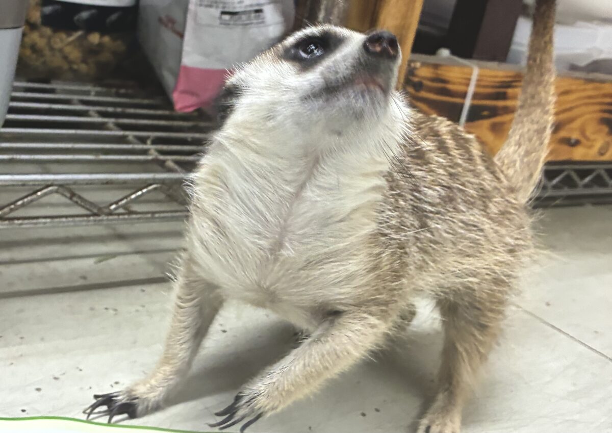 ミーアキャット