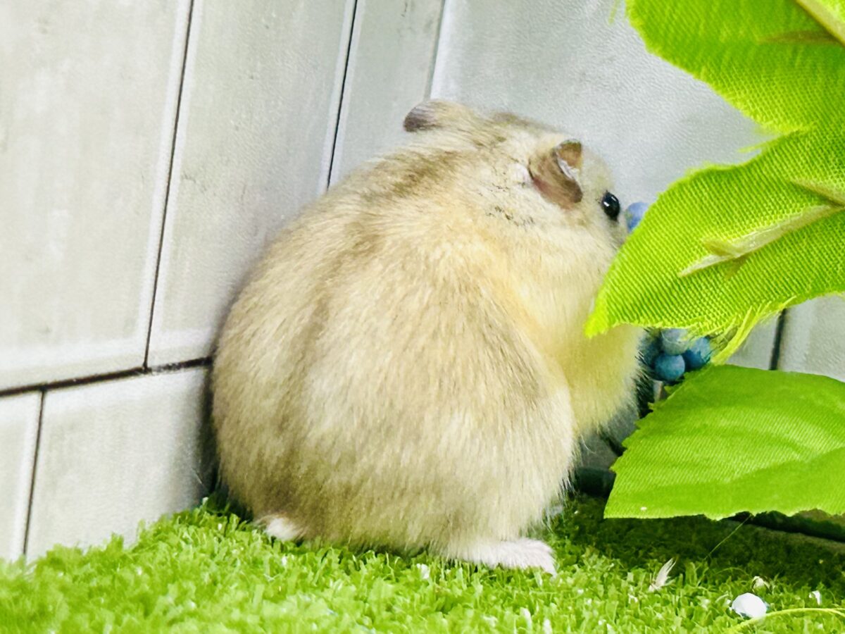ドワーフハムスターの1種