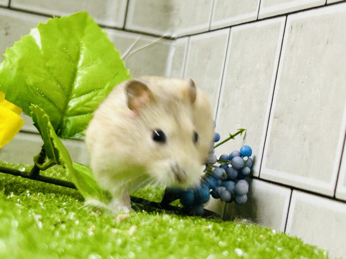 ドワーフハムスターの1種
