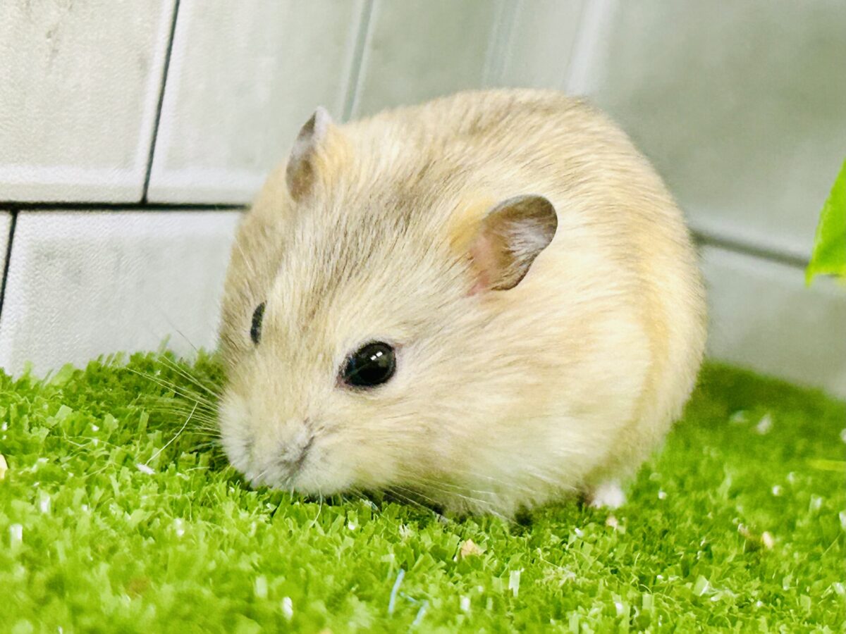 ドワーフハムスターの1種