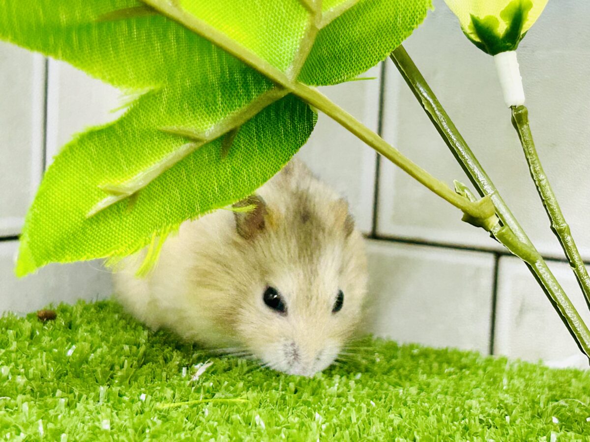 ドワーフハムスターの1種