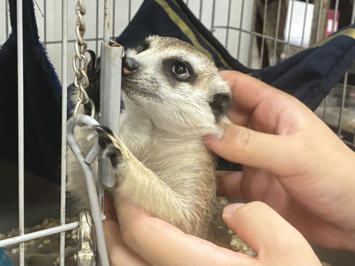 ミーアキャット