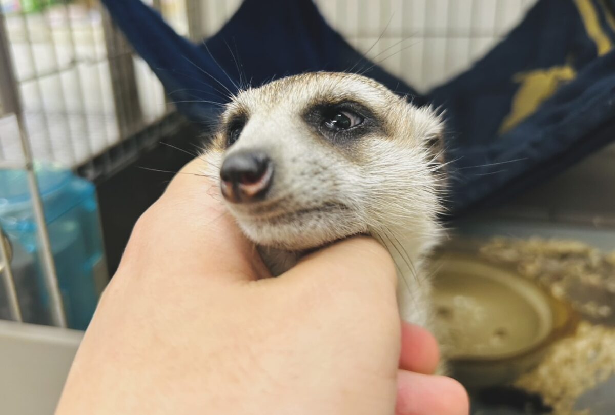 ミーアキャット