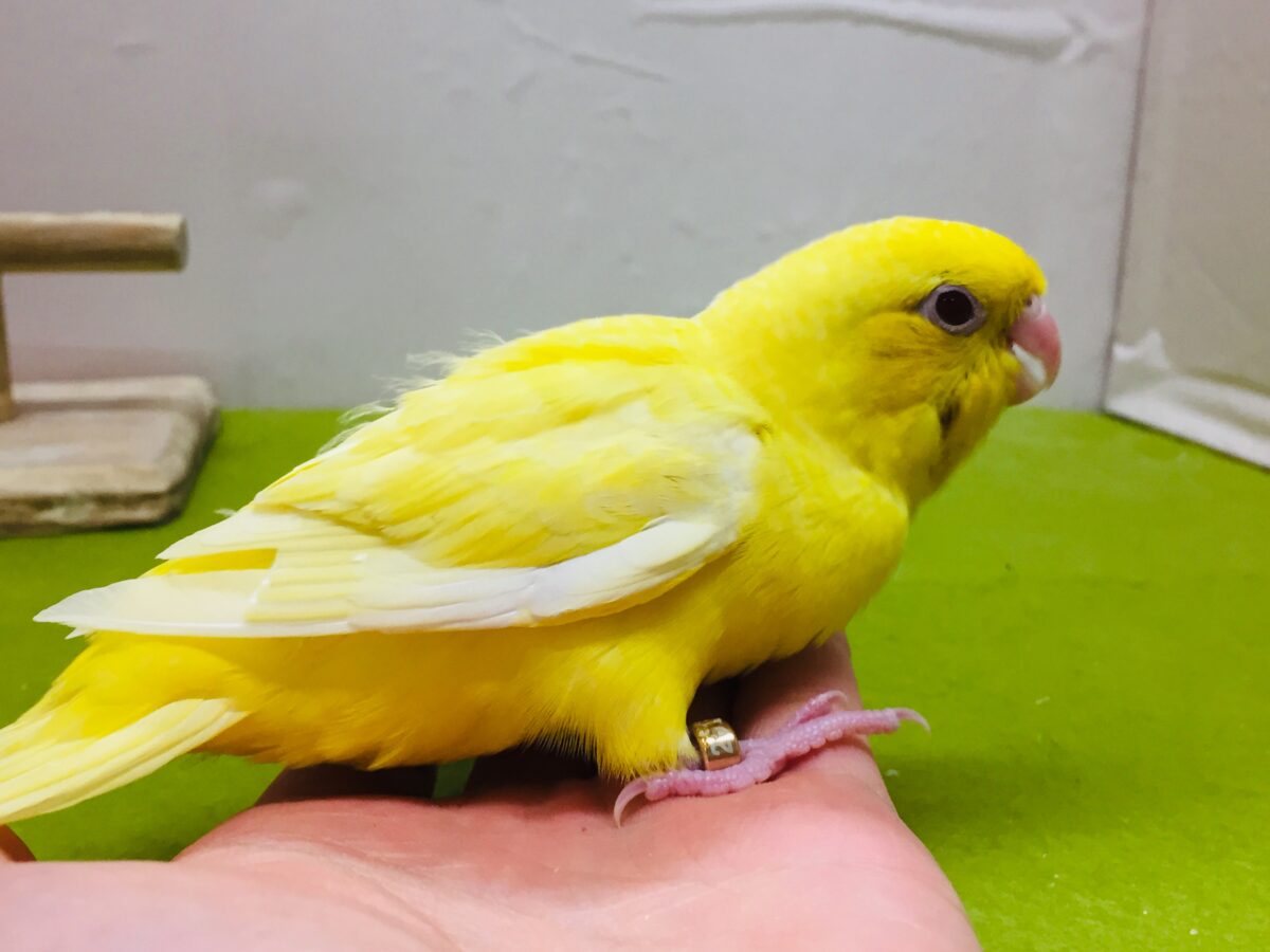 サザナミインコ