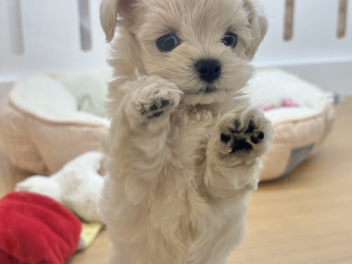 マルプー