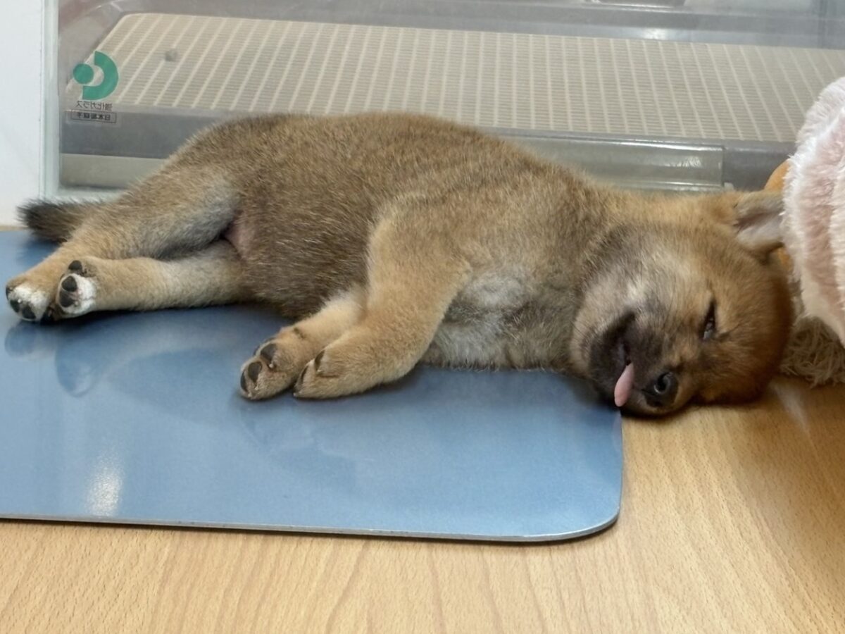 柴犬