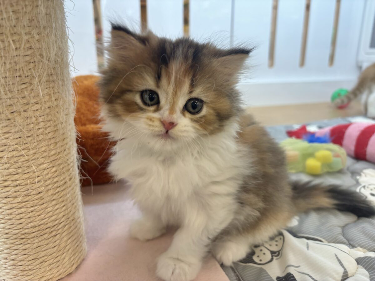 ブリティッシュショートヘア