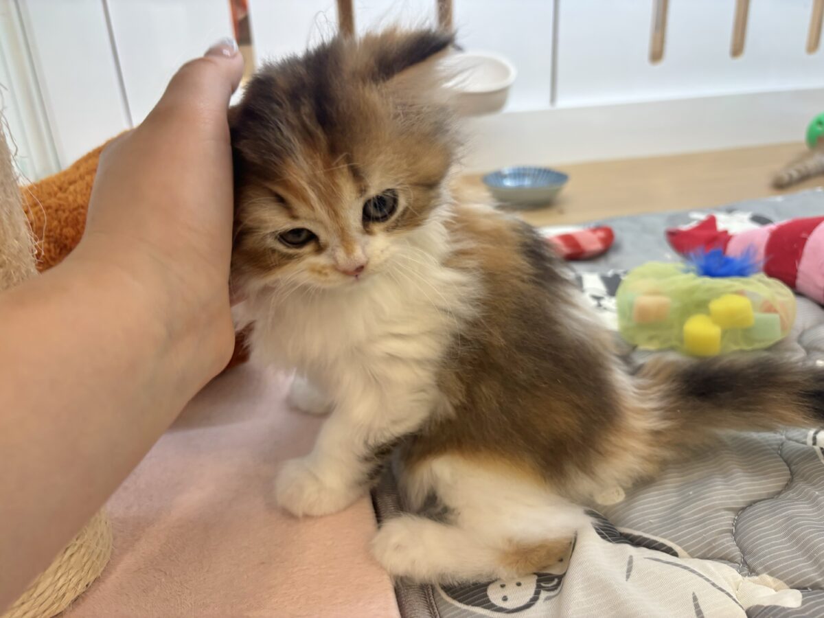 ブリティッシュショートヘア