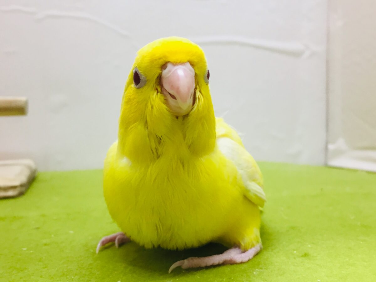 サザナミインコ