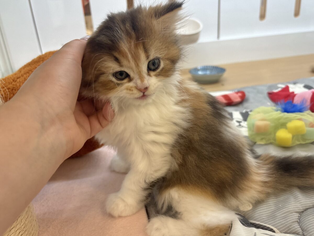 ブリティッシュショートヘア