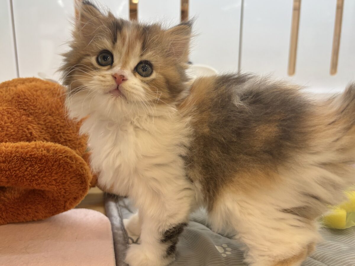 ブリティッシュショートヘア