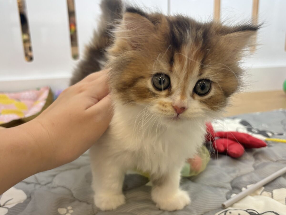 ブリティッシュショートヘア