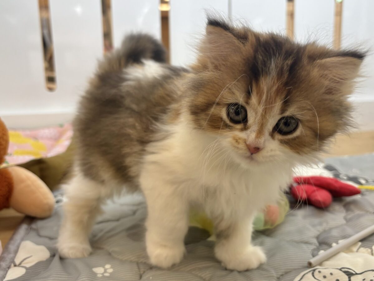 ブリティッシュショートヘア