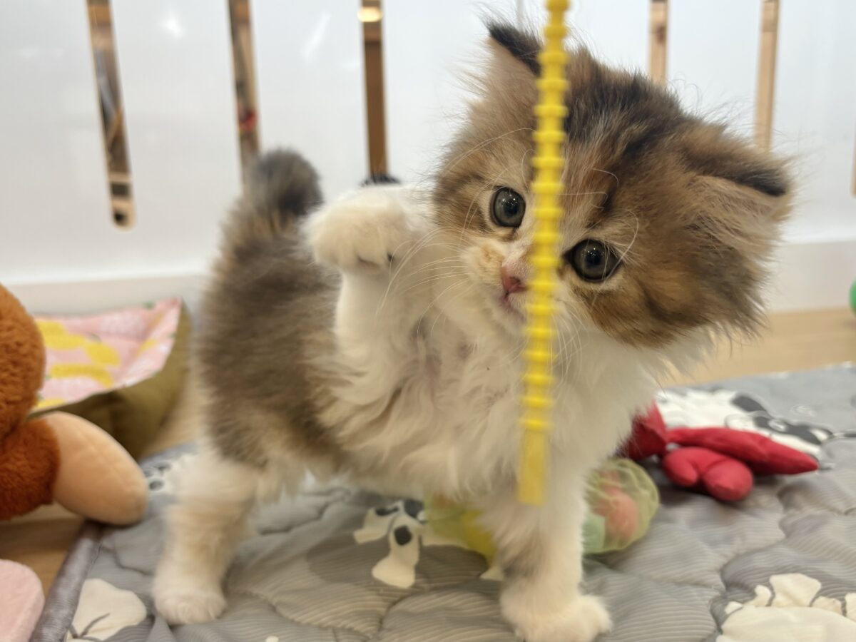 ブリティッシュショートヘア