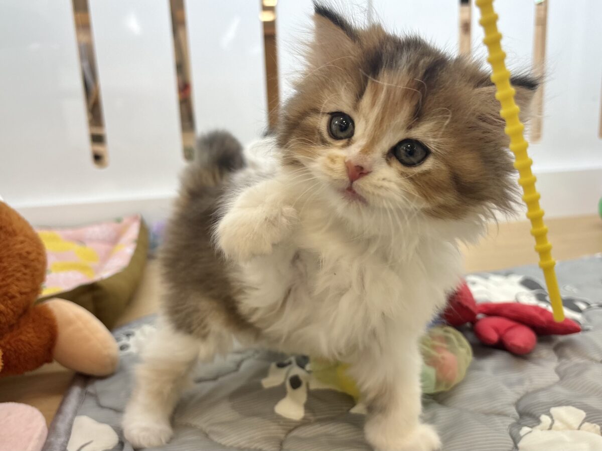ブリティッシュショートヘア