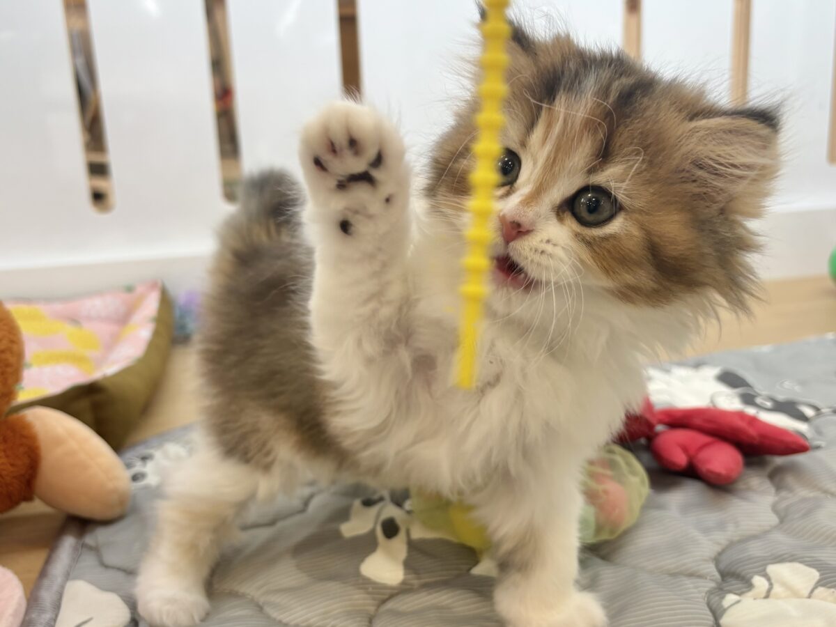 ブリティッシュショートヘア