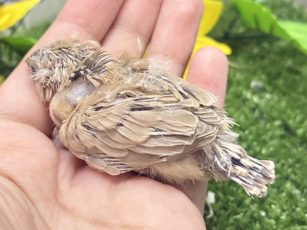 錦花鳥（キンカチョウ）