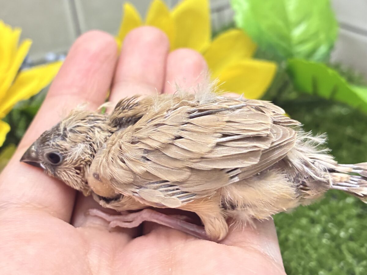 錦花鳥（キンカチョウ）