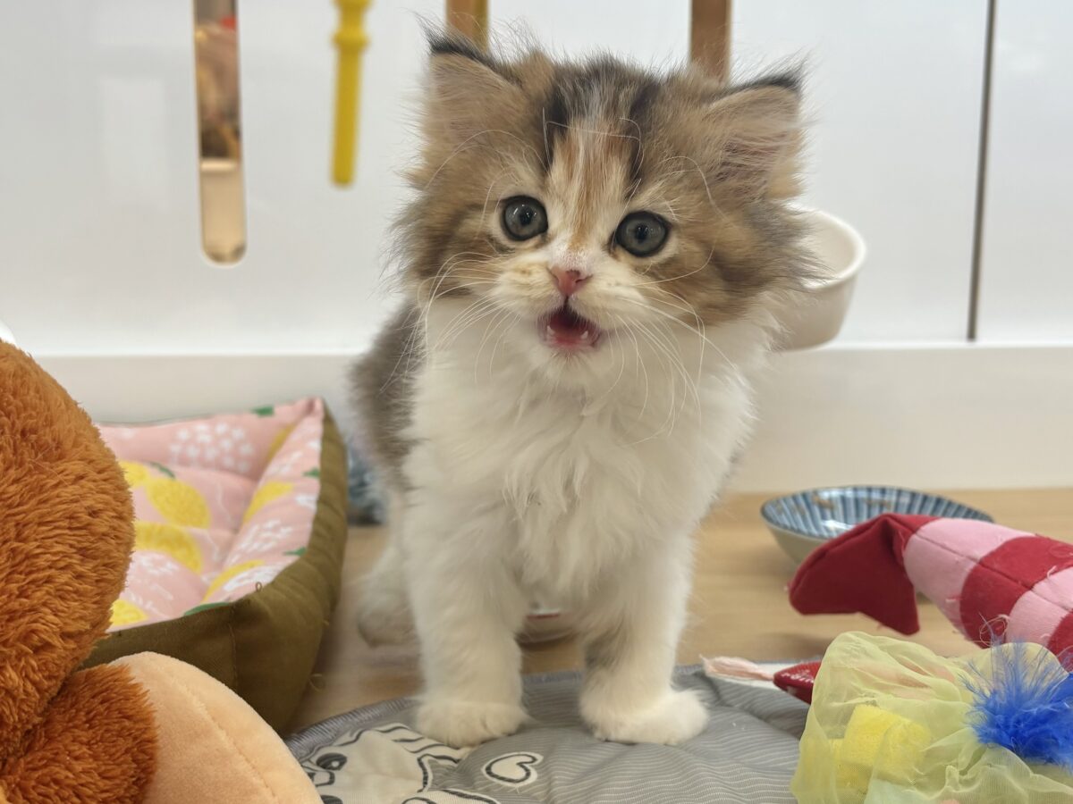 ブリティッシュショートヘア