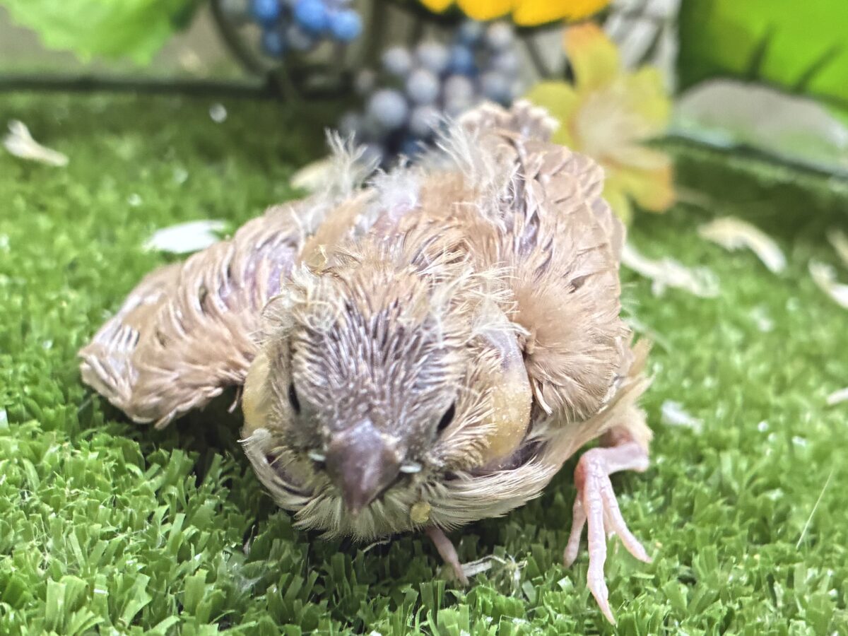 錦花鳥（キンカチョウ）