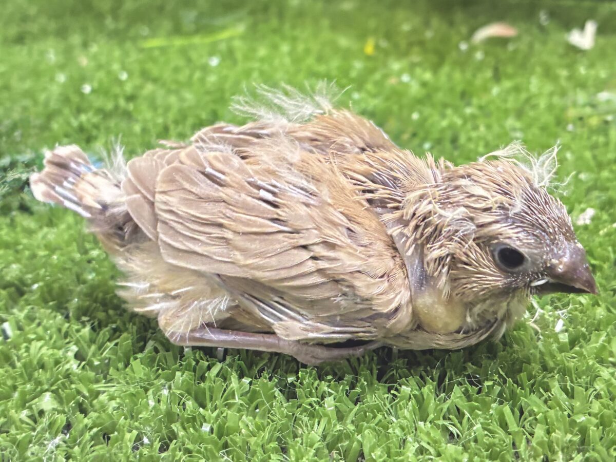 錦花鳥（キンカチョウ）