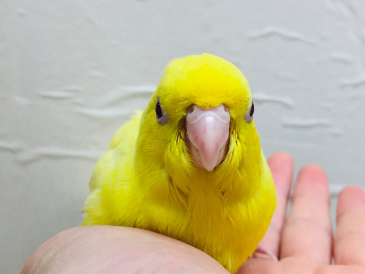 サザナミインコ