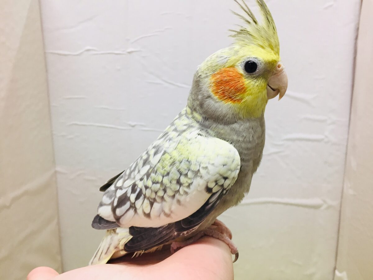 オカメインコ