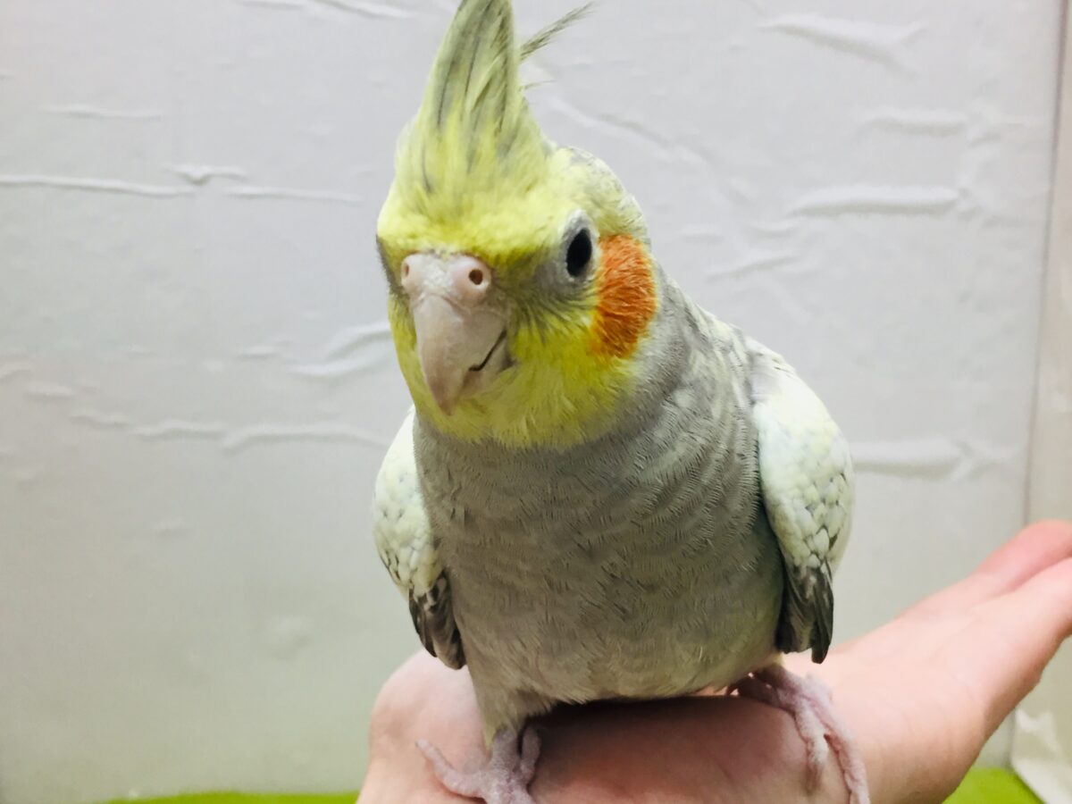 オカメインコ