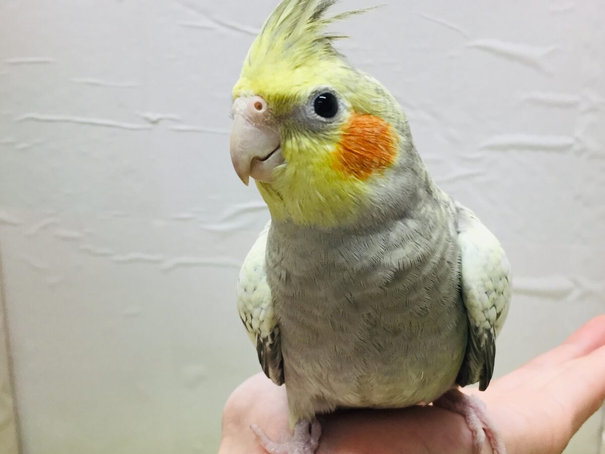 オカメインコ