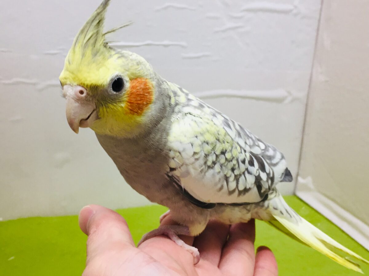 オカメインコ